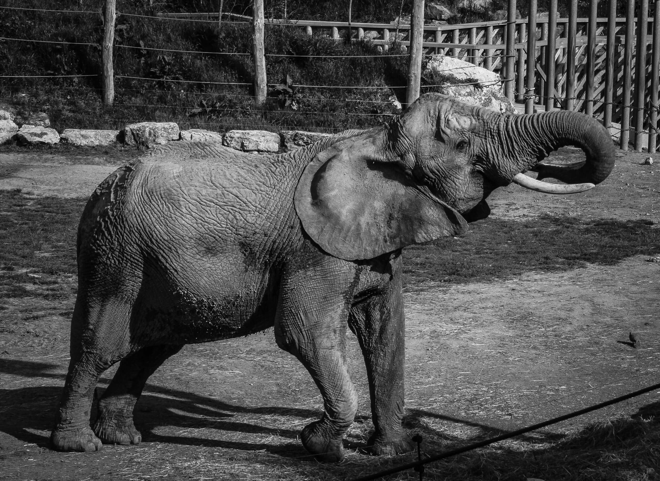 Zoo de Beauval, Loir-et-Cher