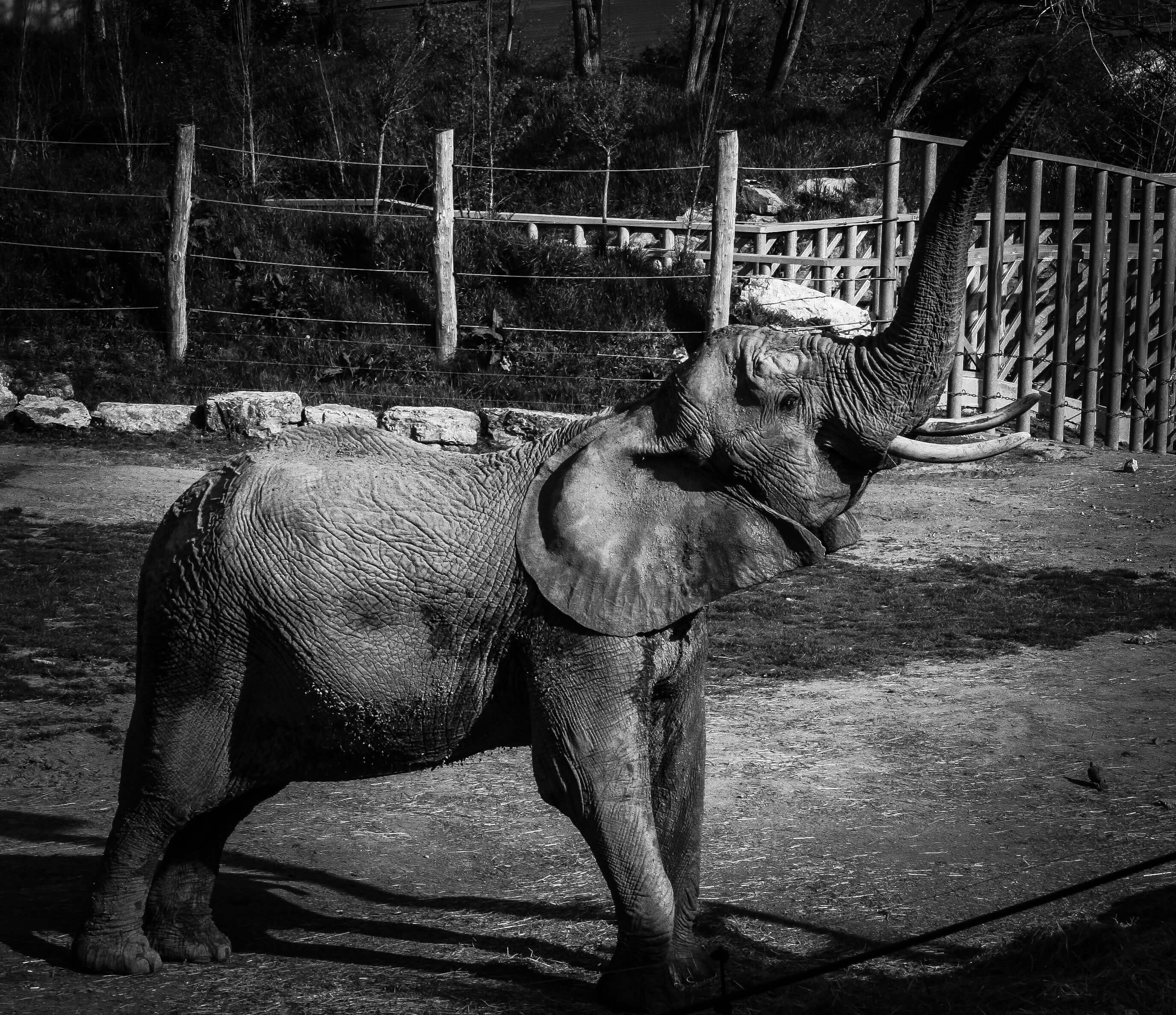 Zoo de Beauval, Loir-et-Cher